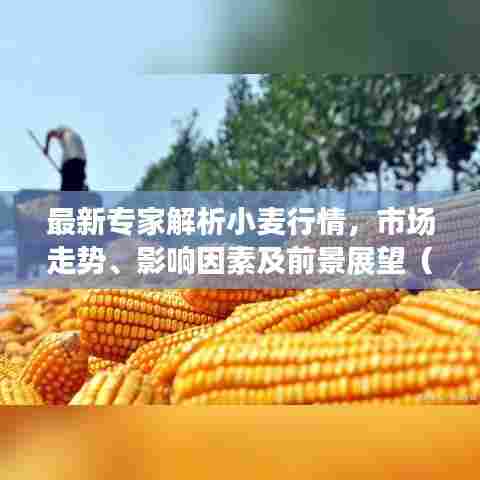 最新专家解析小麦行情，市场走势、影响因素及前景展望（11月10日更新）