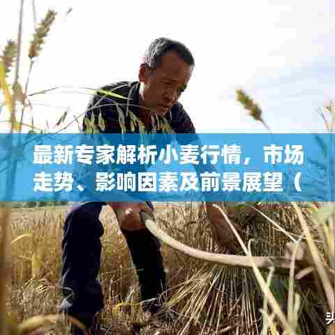 最新专家解析小麦行情,市场走势、影响因素及前景展望(11月10日更新)