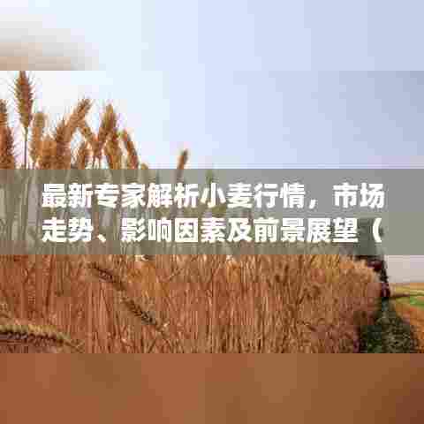 最新专家解析小麦行情,市场走势、影响因素及前景展望(11月10日更新)