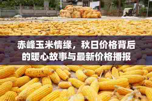 赤峰玉米情缘,秋日价格背后的暖心故事与最新价格播报