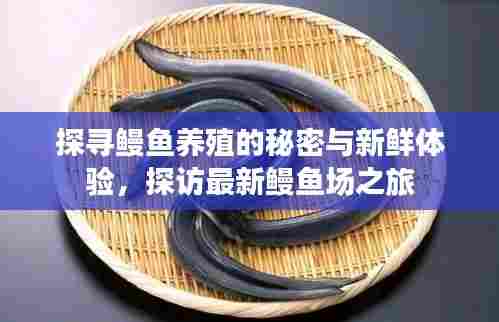 探寻鳗鱼养殖的秘密与新鲜体验，探访最新鳗鱼场之旅
