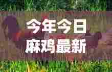 今年今日麻鸡最新行情深度解析，市场风云再起