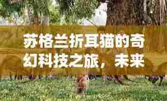 苏格兰折耳猫的奇幻科技之旅，未来生活新纪元探索小说发布纪实