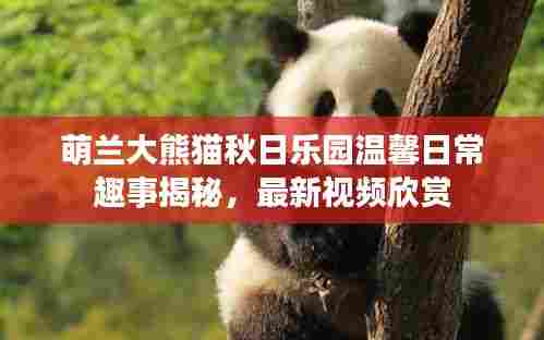 萌兰大熊猫秋日乐园温馨日常趣事揭秘，最新视频欣赏