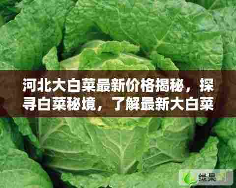 河北大白菜最新价格揭秘,探寻白菜秘境,了解最新大白菜行情(日期标注)