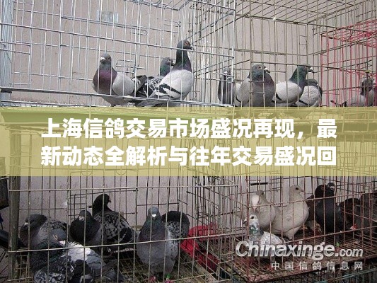 上海信鸽交易市场盛况再现,最新动态全解析与往年交易盛况回顾