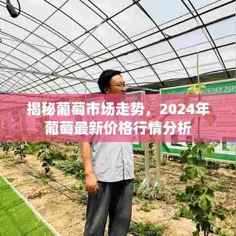 揭秘葡萄市场走势,2024年葡萄最新价格行情分析