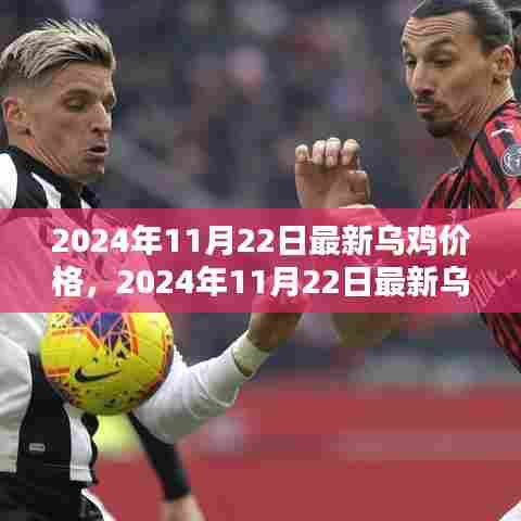 最新乌鸡价格动态,分析与预测(2024年11月22日)