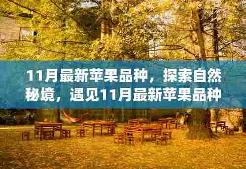探索自然秘境，遇见最新苹果品种——一场心灵之旅的十一月寻果之旅