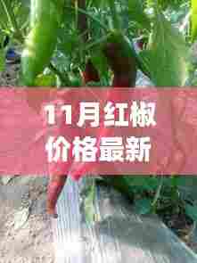 从最新11月红椒价格行情看自信与成就感的崛起,学习变化的力量