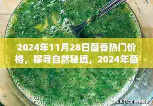 探寻自然秘境，揭秘茴香飘香之旅与热门价格探秘（2024年11月28日）