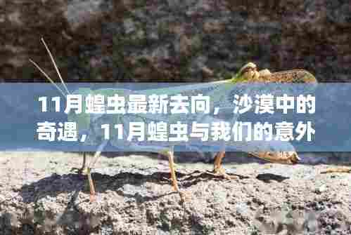 沙漠奇遇，揭秘11月蝗虫最新去向与意外之旅