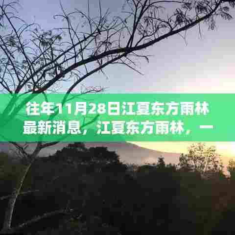 往年11月28日江夏东方雨林,秋日奇遇与温馨故事