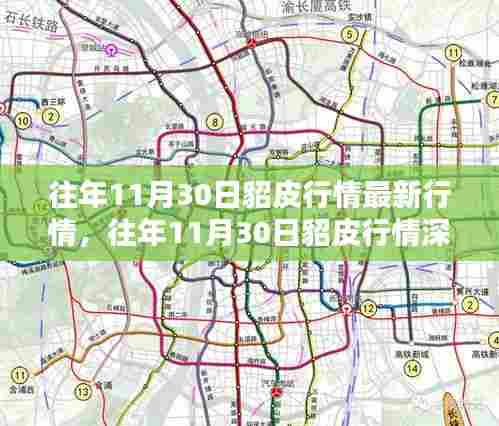 往年11月30日貂皮行情概览与深度解析