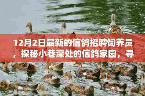 探秘信鸽家园，寻找特色小店中的饲养新星招募启动！