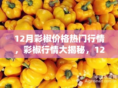 揭秘十二月彩椒市场热门行情与价格走势分析