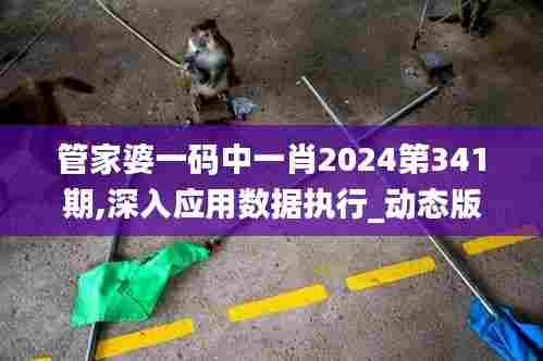 管家婆一码中一肖2024第341期,深入应用数据执行_动态版4.848