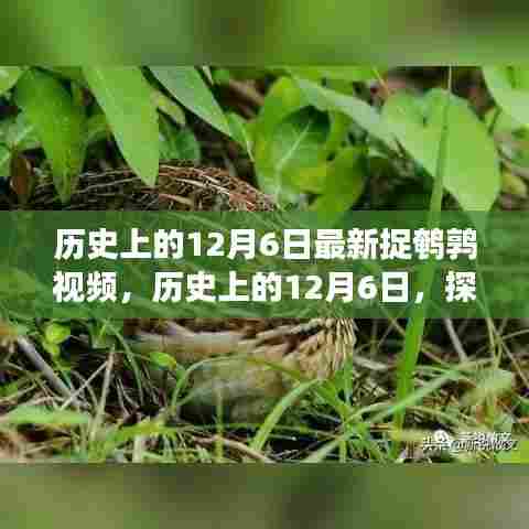 历史上的12月6日，探寻最新捉鹌鹑视频背后的故事与精彩瞬间