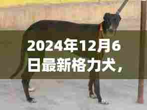 最新格力犬品种介绍及演变特点（2024年最新版）