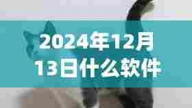 2024年最佳宠物监控软件评测,实时观察猫咪的新视界