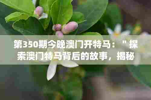 第350期今晚澳门开特马：＂探索澳门特马背后的故事，揭秘第350期的兴奋与期待