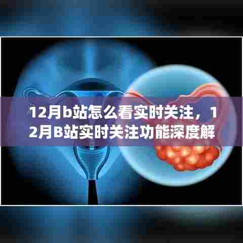 深度解析,12月B站实时关注功能,观看指南与我的观点