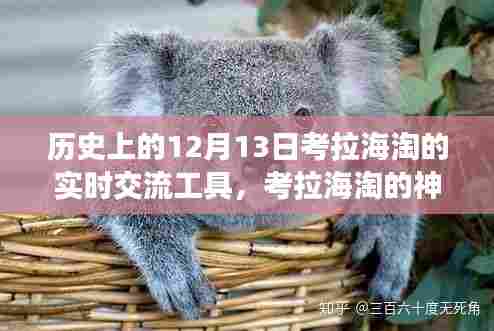 考拉海淘神奇日，12月13日实时交流工具下的温馨之旅