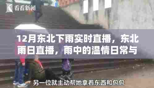东北雨日直播，雨中的温情与家的陪伴