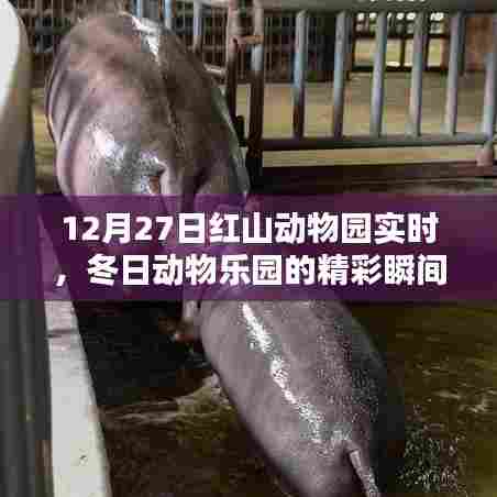 红山动物园冬日精彩瞬间实拍