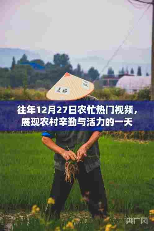 农忙热门视频展现农村辛勤与活力,往年12月27日纪实