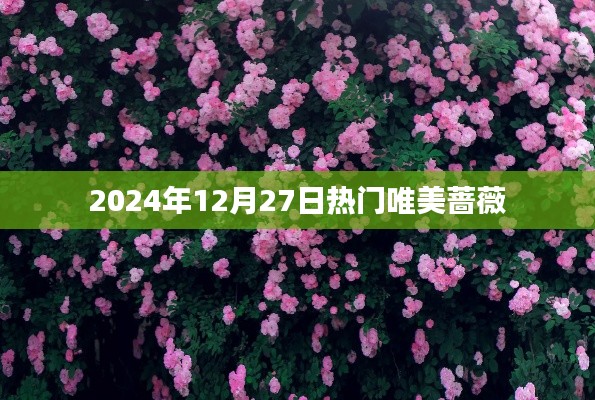 『2024年12月27日蔷薇盛开,唯美绽放瞬间』