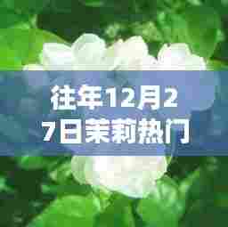 茉莉年度分享回顾，历年十二月二十七日的精彩瞬间