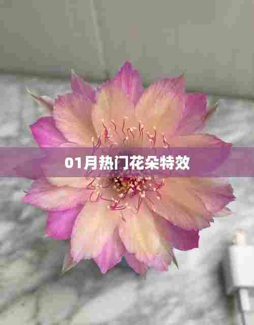 01月热门花朵特效大赏