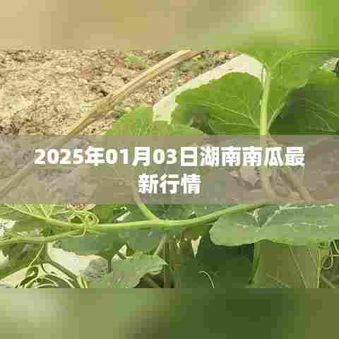 湖南南瓜行情更新，2025年1月3日最新动态