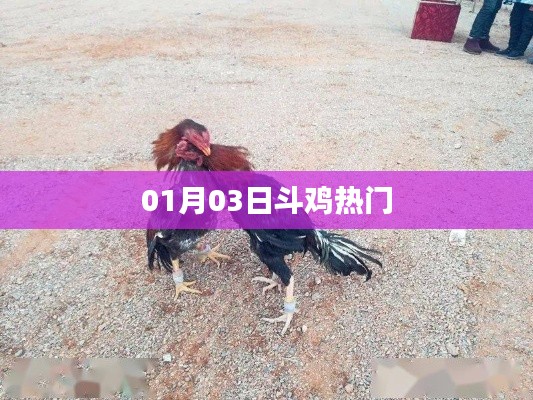 斗鸡热门盛宴,一月三日盛大开启