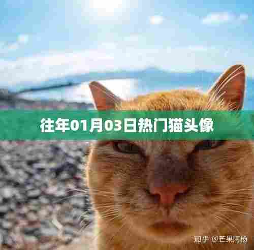 精选猫头像，历年一月初三热门之选