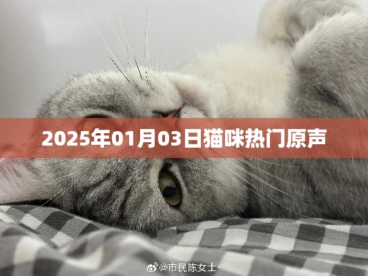 猫咪热门原声，带你聆听喵星人的世界（2025年1月3日）