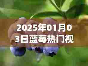 2025年蓝莓视频风潮，引领潮流，尝鲜探索