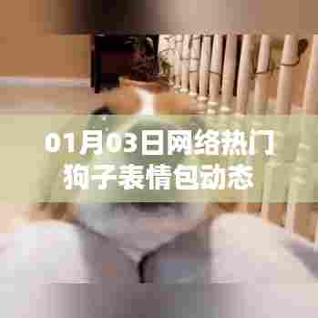 网络热门狗子表情包动态来袭!最新表情一网打尽