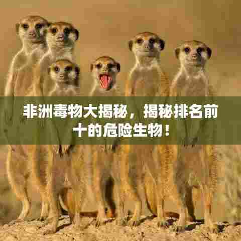 非洲毒物大揭秘，揭秘排名前十的危险生物！