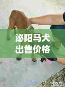 泌阳马犬出售价格表最新:泌阳宠物交易市场